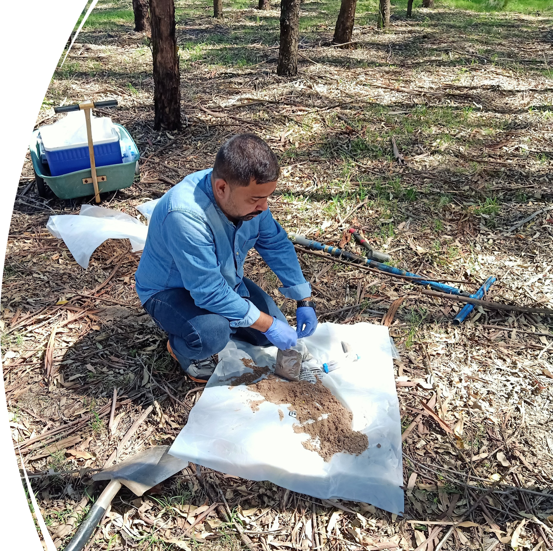 Collecting soil samples in a eucalypt woodland during a field trial