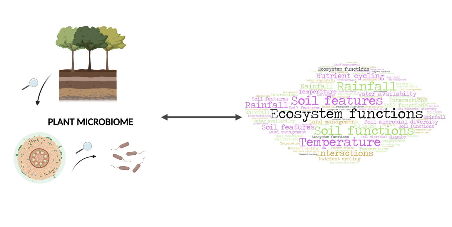 Diagram illustrating plant microbiome research: tree and soil profile, root cross-section, and a word cloud of ecosystem function terms
